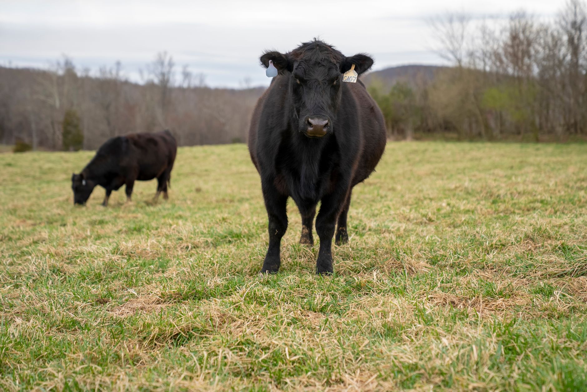 Cattle on a farm