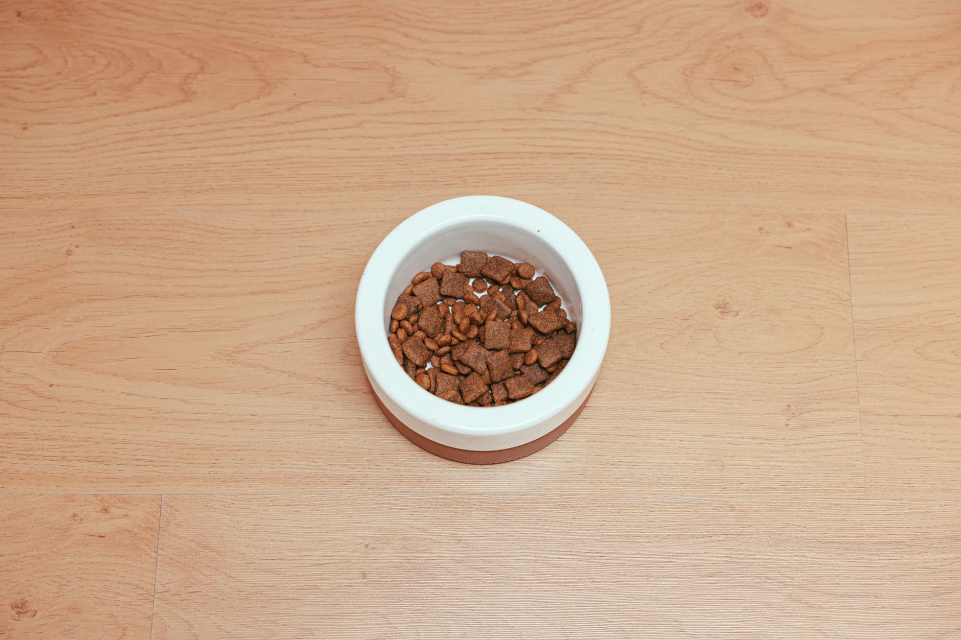 Dog and cat food