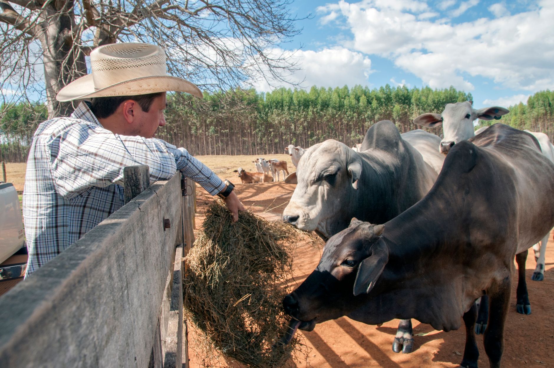 Farmer feeding livestock