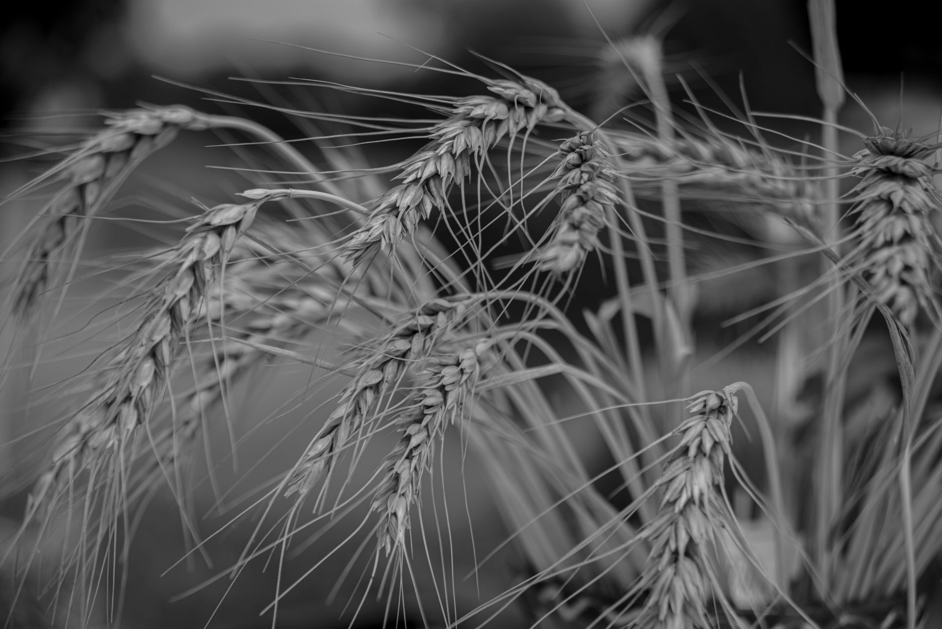 Close-up of grain mixture