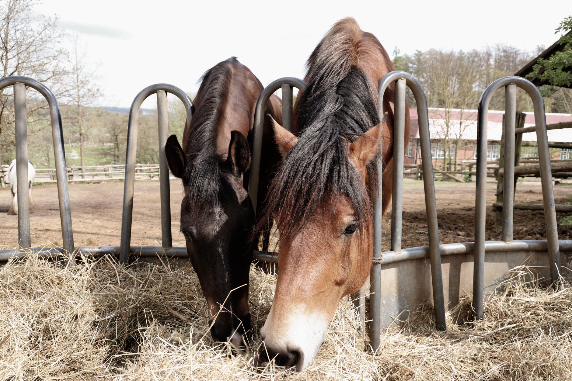 Horses eating feed