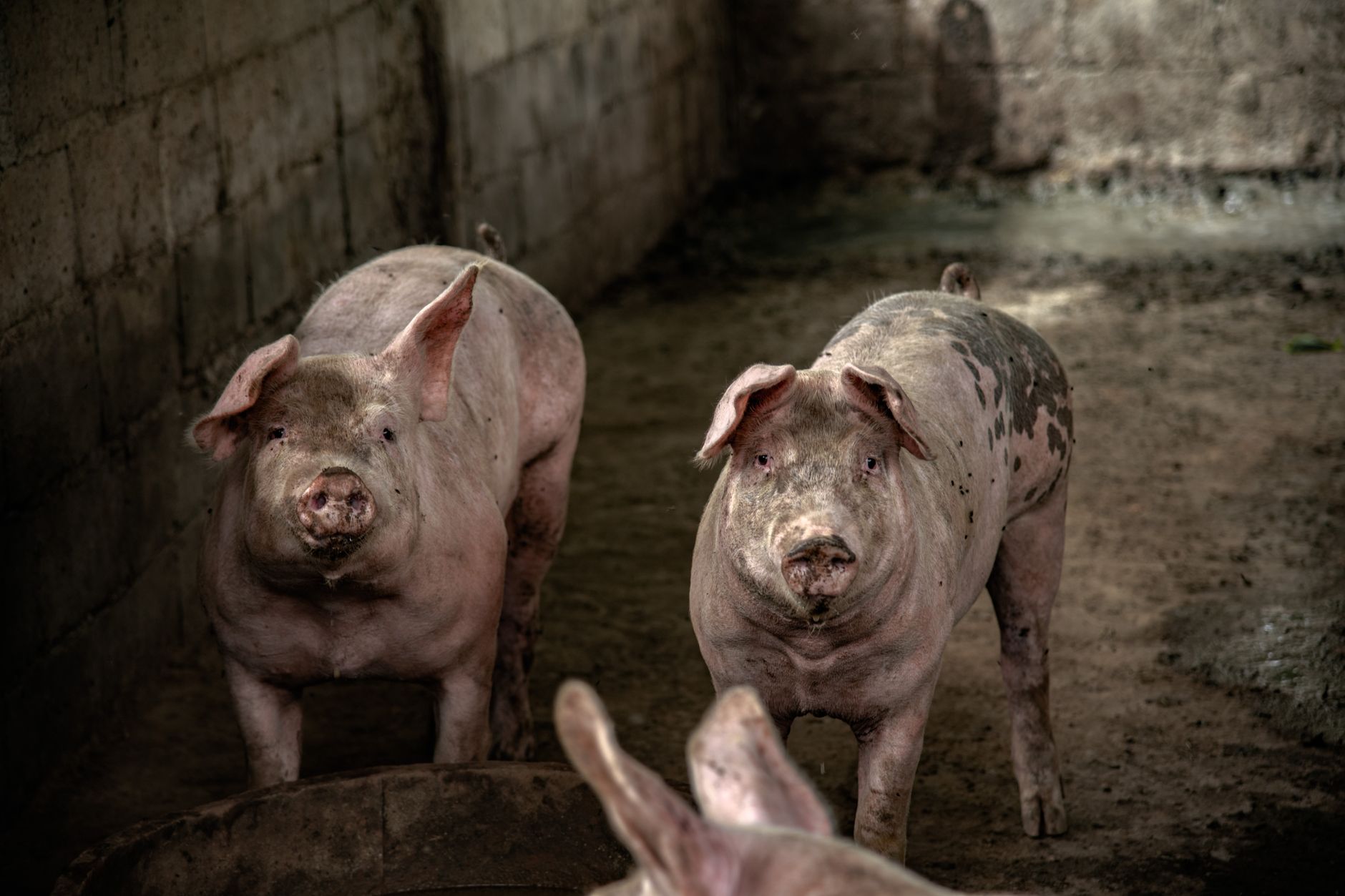 Pigs on a farm