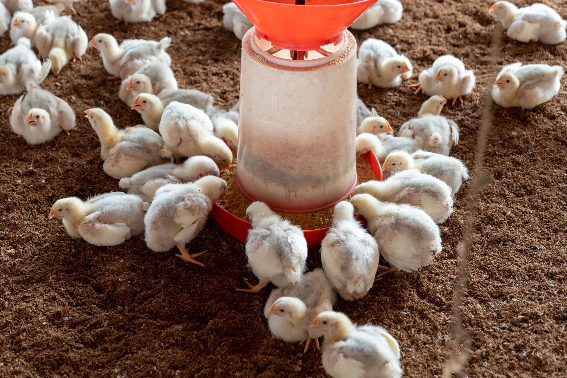 Poultry flock